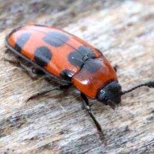 Episcaphula australis at Acton, ACT - 5 Nov 2018 10:55 AM