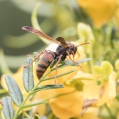 Polistes (Polistella) humilis (Common Paper Wasp) at Acton, ACT - 4 Nov 2018 by Alison Milton