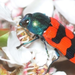 Castiarina crenata at Coree, ACT - 5 Nov 2018