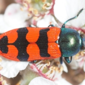 Castiarina crenata at Coree, ACT - 5 Nov 2018