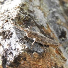 Coryphistes ruricola (Bark-mimicking Grasshopper) at Bonython, ACT - 4 Nov 2018 by MatthewFrawley