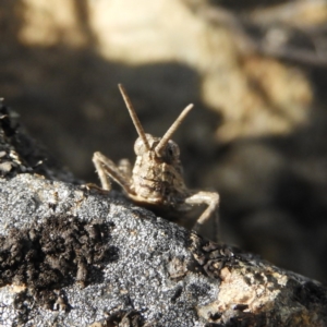 Coryphistes ruricola at Bonython, ACT - 4 Nov 2018