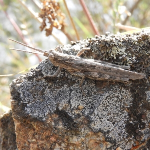 Coryphistes ruricola at Bonython, ACT - 4 Nov 2018