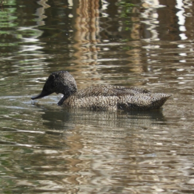 Stictonetta naevosa (Freckled Duck) at Fyshwick, ACT - 4 Nov 2018 by MatthewFrawley