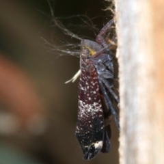 Platybrachys decemmacula (Green-faced gum hopper) at Campbell, ACT - 5 Nov 2018 by jb2602
