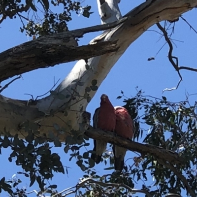 Eolophus roseicapilla (Galah) at Hall Cemetery - 2 Nov 2018 by AndyRussell