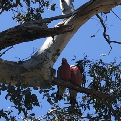 Eolophus roseicapilla (Galah) at Hall, ACT - 3 Nov 2018 by AndyRussell