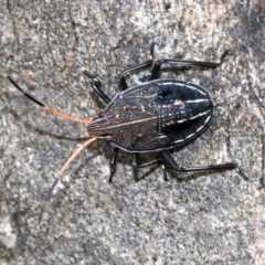 Theseus modestus (Gum tree shield bug) at Acton, ACT - 5 Nov 2018 by jb2602