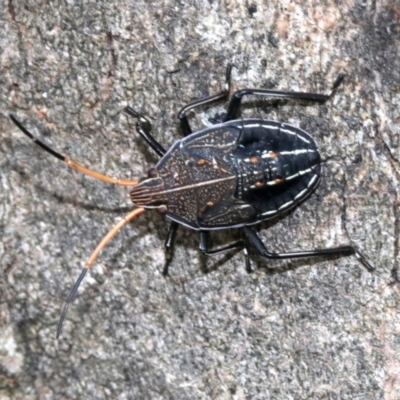 Theseus modestus (Gum tree shield bug) at Acton, ACT - 4 Nov 2018 by jbromilow50