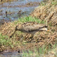 Gallinago hardwickii (Latham's Snipe) at Fyshwick, ACT - 30 Oct 2018 by KumikoCallaway