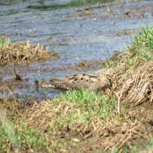 Gallinago hardwickii at Fyshwick, ACT - 30 Oct 2018