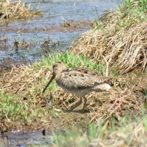 Gallinago hardwickii at Fyshwick, ACT - 30 Oct 2018