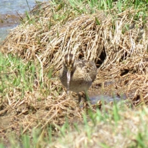 Gallinago hardwickii at Fyshwick, ACT - 30 Oct 2018