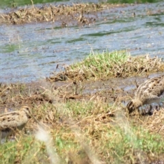 Gallinago hardwickii at Fyshwick, ACT - 30 Oct 2018