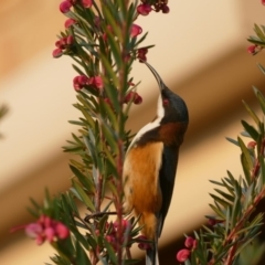 Acanthorhynchus tenuirostris (Eastern Spinebill) at "Rivendell" Mimosa Park Road - 17 Aug 2018 by vivdavo