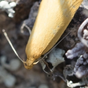 Eulechria electrodes at Michelago, NSW - 3 Nov 2018