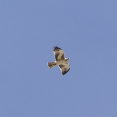 Hieraaetus morphnoides (Little Eagle) by Illilanga