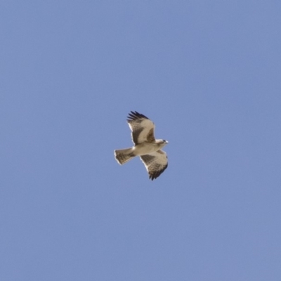 Hieraaetus morphnoides (Little Eagle) by Illilanga