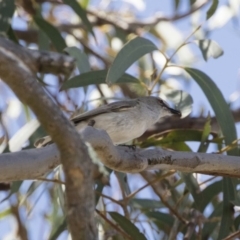 Gerygone fusca (Western Gerygone) at Michelago, NSW - 29 Oct 2018 by Illilanga