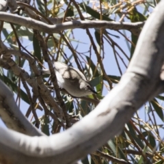 Gerygone fusca at Michelago, NSW - 29 Oct 2018