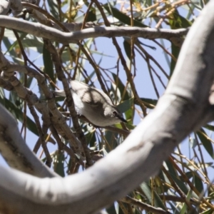 Gerygone fusca at Michelago, NSW - 29 Oct 2018