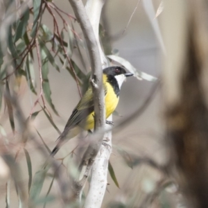 Pachycephala pectoralis at Michelago, NSW - 22 Sep 2018