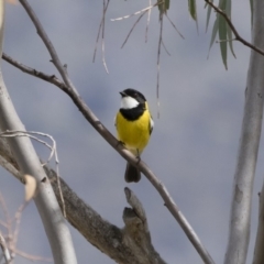 Pachycephala pectoralis at Michelago, NSW - 22 Sep 2018