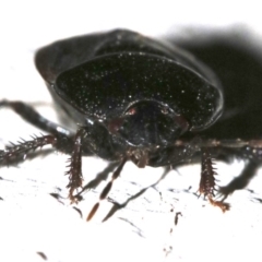 Cydnidae (family) at Ainslie, ACT - 3 Nov 2018 09:22 PM