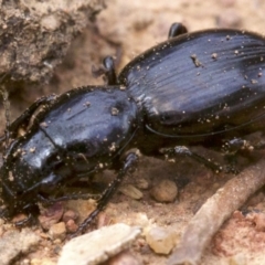 Promecoderus sp. (genus) (Predaceous ground beetle) at Ainslie, ACT - 13 Apr 2018 by jbromilow50