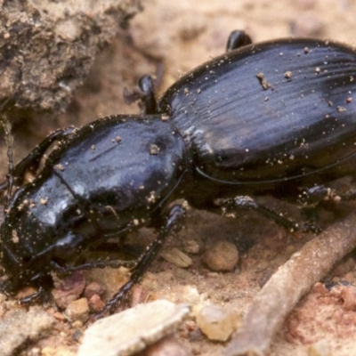 Promecoderus sp. (genus) (Predaceous ground beetle) at Ainslie, ACT - 13 Apr 2018 by jbromilow50