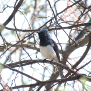 Myiagra rubecula at Tennent, ACT - 1 Nov 2018 09:55 AM