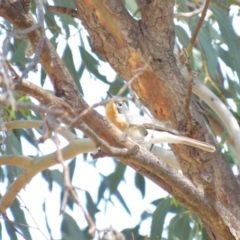 Myiagra rubecula at Tennent, ACT - 1 Nov 2018 09:55 AM