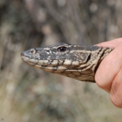 Varanus rosenbergi (Heath or Rosenberg's Monitor) at Booth, ACT - 29 Oct 2018 by DonFletcher