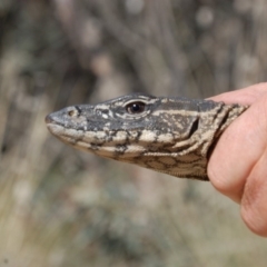 Varanus rosenbergi (Heath or Rosenberg's Monitor) at Booth, ACT - 28 Oct 2018 by DonFletcher