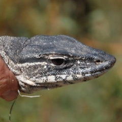 Varanus rosenbergi at Booth, ACT - suppressed