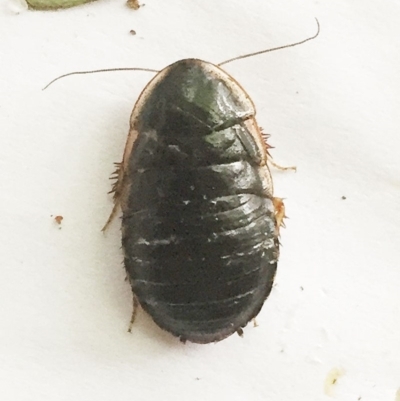 Drymaplaneta communis (Eastern Wood Runner, Common Shining Cockroach) at Hughes, ACT - 5 Nov 2018 by ruthkerruish