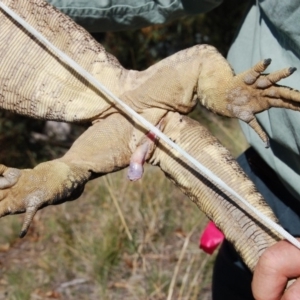 Varanus rosenbergi at Rendezvous Creek, ACT - suppressed