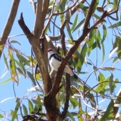 Stagonopleura guttata (Diamond Firetail) at Tennent, ACT - 1 Nov 2018 by KumikoCallaway