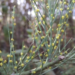 Exocarpos strictus at Paddys River, ACT - 25 Oct 2018