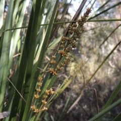 Lomandra longifolia (Spiny-headed Mat-rush, Honey Reed) at Gibraltar Pines - 25 Oct 2018 by MichaelBedingfield