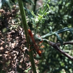 Netelia sp. (genus) (An Ichneumon wasp) at Hall, ACT - 3 Nov 2018 by AndyRussell