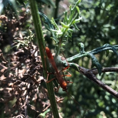 Netelia sp. (genus) (An Ichneumon wasp) at Hall, ACT - 2 Nov 2018 by AndyRussell