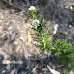 Cassinia aculeata subsp. aculeata (Dolly Bush, Common Cassinia, Dogwood) at Hall Cemetery - 3 Nov 2018 by AndyRussell