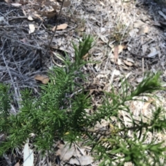 Cassinia aculeata subsp. aculeata at Hall Cemetery - 3 Nov 2018