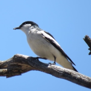 Lalage tricolor at Tennent, ACT - 1 Nov 2018