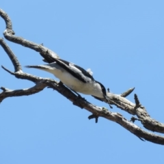 Lalage tricolor at Tennent, ACT - 1 Nov 2018