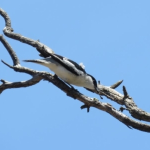 Lalage tricolor at Tennent, ACT - 1 Nov 2018 11:53 AM