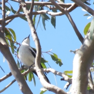 Lalage tricolor at Tennent, ACT - 1 Nov 2018