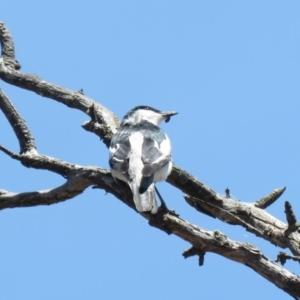 Lalage tricolor at Tennent, ACT - 1 Nov 2018 11:53 AM