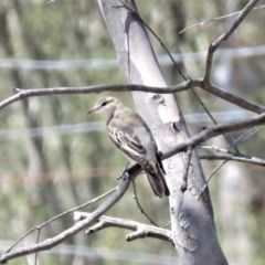 Lalage tricolor at Tennent, ACT - 1 Nov 2018